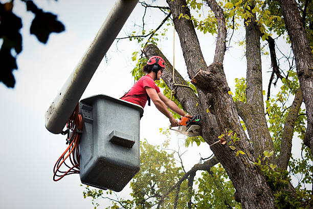 Best Commercial Tree Services  in Milton, WI